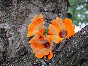 Calendula officinalis close up on the bark of a tree