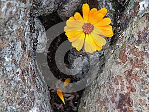 Calendula officinalis close up on the bark of a tree