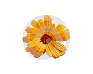 Calendula officinalis