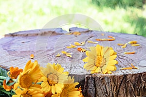 Calendula officinalis flowers on wooden background in nature