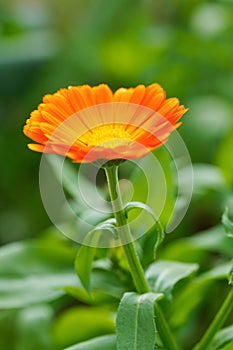 Calendula Officinalis in garden