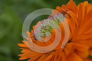 Calendula Officinalis Greenheart Orange