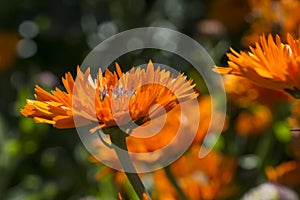 Calendula Officinalis Greenheart Orange Garden