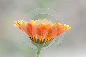 Calendula officinalis herb flower bloosom