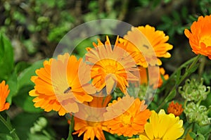 Calendula officinalis