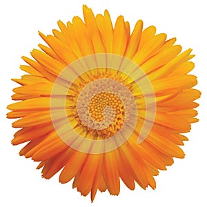 Calendula officinalis L. single flower head, orange yellow golden isolated ruddles common pot Scotch marigold petals, large detail