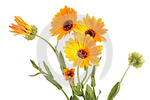 Calendula officinalis. Marigold flower with leaf isolated on white background