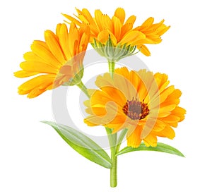 Calendula officinalis marigold plant isolated on white