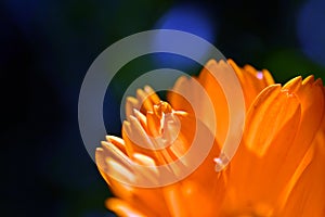 Calendula officinalis, the pot marigold