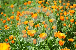 Calendula officinalis or Pot Marigold, Common Marigold, Scotch Marigold, Ruddles, Pot Marigold.