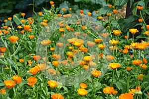 Calendula officinalis or Pot Marigold, Common Marigold, Scotch Marigold, Ruddles, Pot Marigold
