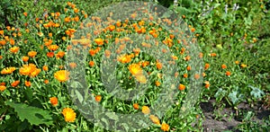 Calendula officinalis or Pot Marigold, Common Marigold, Scotch Marigold, Ruddles, Pot Marigold Herbal Garden Panoramic Photo photo
