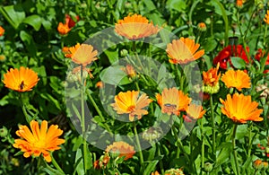 Calendula officinalis or Pot Marigold, Common Marigold, Scotch Marigold, Ruddles, Pot Marigold with Honey Bee