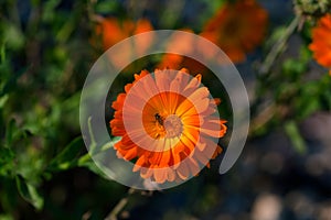 Calendula officinalis, pot marigold, ruddles, common marigold plant in the genus Calendula of the family Asteraceae