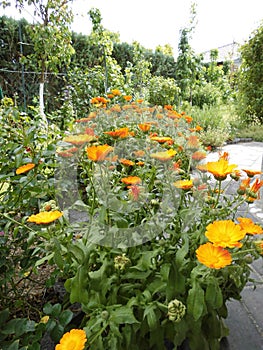 Calendula officinalis, the pot marigold, ruddles, common marigold or Scotch marigold.