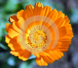 Calendula officinalis, the pot marigold, ruddles, common marigold or Scotch marigold photo