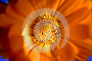 Calendula officinalis, the pot marigold, ruddles, common marigold or Scotch marigold photo