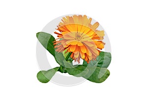 Calendula officinalis or pot marigold or ruddles flower isolated on white