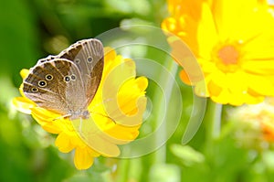 Calendula officinalis in a sunny day