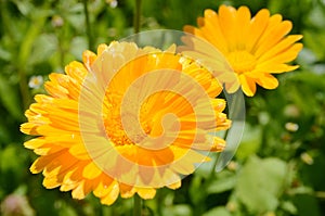 Calendula officinalis in a sunny day