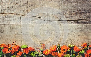 Calendula officinalis on wooden background.