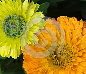 Calendula orange and yellow together