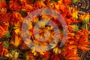 Calendula prepared for drying and use in alternative medicine. Medicinal herbs close-up. Orange flower heads close-up