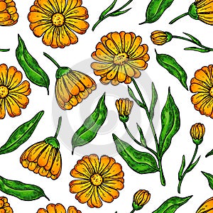 Calendula seamless pattern. Isolated medical flower and leaves.