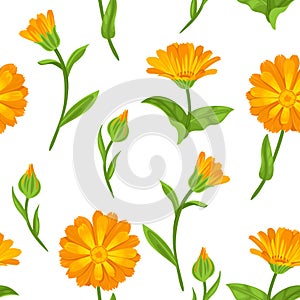 Calendula seamless pattern. Orange bright flowers