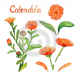 Calendula stem with flowers and leaves, separate flowers, leaves and petals, isolated on white background hand painted watercolor