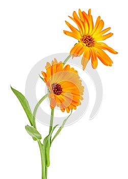 Calendula - two marigold flowers isolated on white background. Medicinal plant