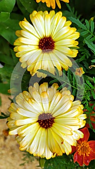 Calendula. Two yellow marigold flowers close-up with dew drops on the petals. Beautiful yellow chrysanthemums grow in a flower bed