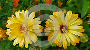Calendula. Two yellow marigold flowers with a dark center close-up. Beautiful yellow chrysanthemums grow in a flower bed in the