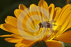 Calendula with water drops and a fly