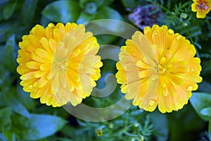 Calendula yellow with dew on the petals close-up. Garden unpretentious flowers for the garden. A herbaceous plant with yellow