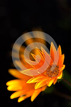 Calendulas