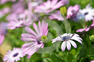 Calenduleae Osteospermum daisy bushes flower