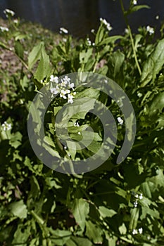 Calepina irregularis plant in bloom