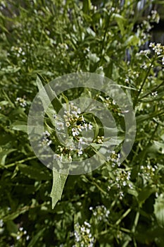 Calepina irregularis plant in bloom