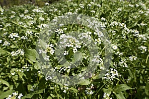 Calepina irregularis plant in bloom