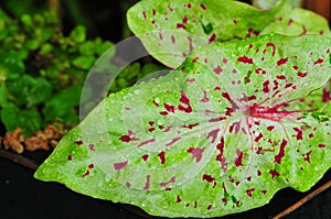 Caleus leaves after tropical storm