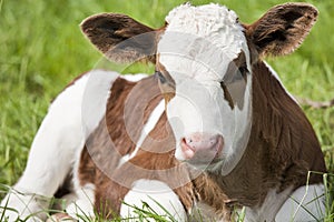 Calf