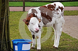 Calf