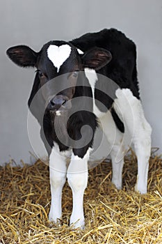 Calf