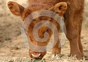 Calf