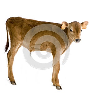 Calf (45 days) photo