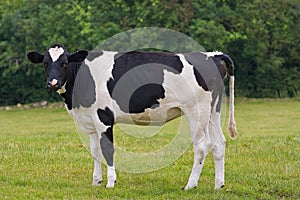 Calf