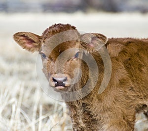 Calf photo