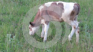 Calf animal meadow grass pasture