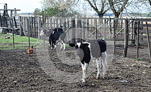 A calf atanding and looking at the camera.